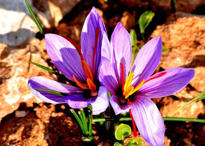 S'incant'e Sinis San Salvatore (Sardinia)