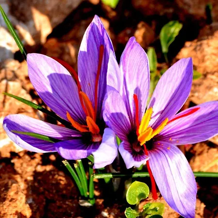 S'incant'e Sinis San Salvatore