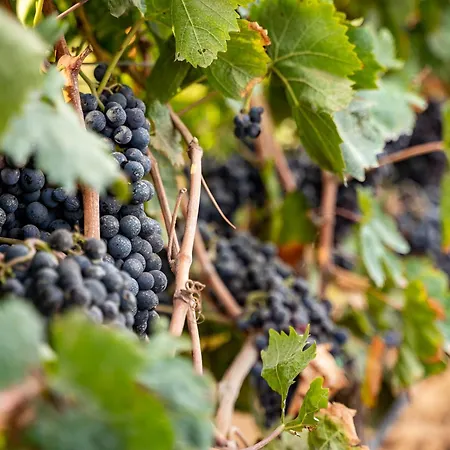 S'incant'e Sinis Farmház San Salvatore