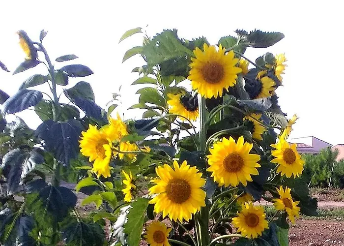 ファームステイ S'incant'e Sinis